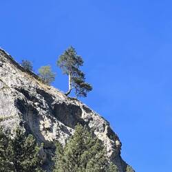 An Alain tree