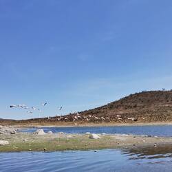 Flamingos haben wir zum Ende auch noch viele beobachten können