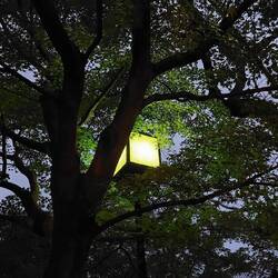 Street lamp in maple leaves