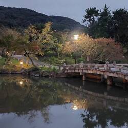 Maruyama park at night