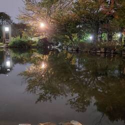 Maruyama park at night