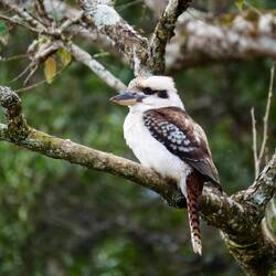 Ein Kookaburra