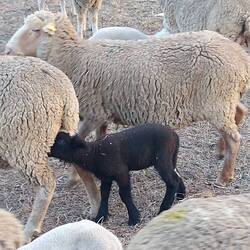 Ein Schwarzes Schaf unter ca. 200 beigen - eines muss es ja immer geben