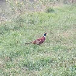 Ein Goldfasan, der zweite, dem wir begegnet sind