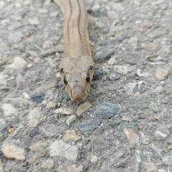 Eine Treppennatter (ungiftig)