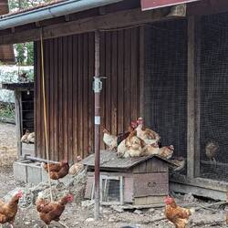 Glückliche Hühner