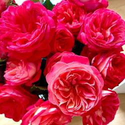 Wunderschöne Rosen Für alle netten Menschen