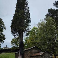 1000 year old cypress.