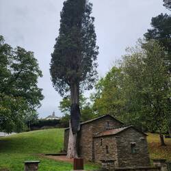 A 1000 year old cypress next to a chapel