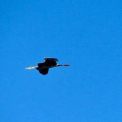 Stork in full flight
