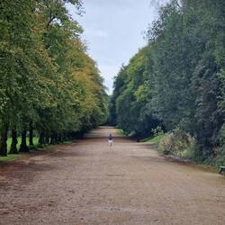 Fantastic tree lined boulevard in the hillside park