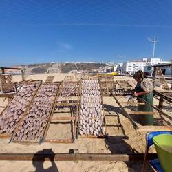 Hier liegen die Fische am Strand....