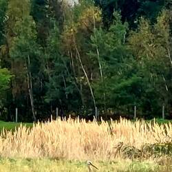 Der hat wohl die Rückreise verpennt!