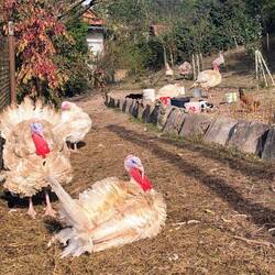 Truthahn, Huhn & Katze - alle friedlich vereint