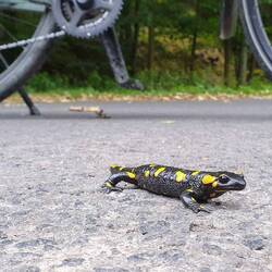 Spannende Begegnung mit einem Feuersalamander