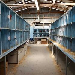 Hühner-Show und Wettbewerb