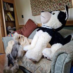 The only time Will will have to persuade Vi to take a dog! He rescued 'Riley' from atop a CRT bin.