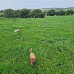 The dogs enjoyed roaming through the grassy farm field.