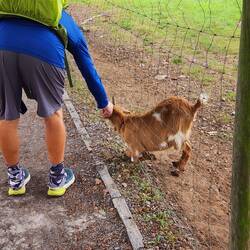 Helping a goat get unstuck from the fence