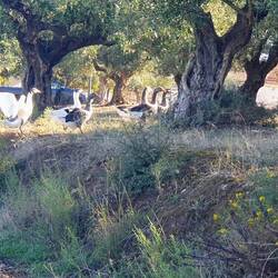 Gänse auf der Flucht