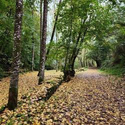 It's fall in Galicia.