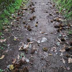 Lots of chestnuts falling. Sometimes almost on our heads.