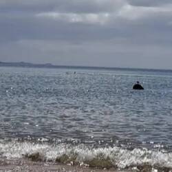 Die Orcas - leider schon wieder etwas weiter weg