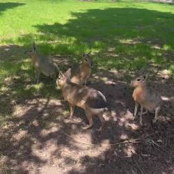 Sind sie nicht süß?!