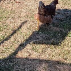 Chickens come for a visit