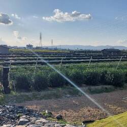 Tea plantation in Uji - the city of green tea