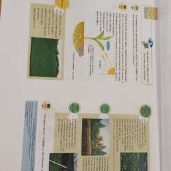 The secret of tea grown in the shadow