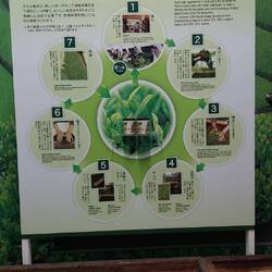 The process of making green tea