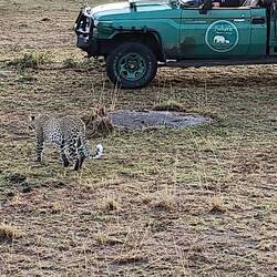 This leopard passed right by our jeep. Scott could have reached out to touch him.