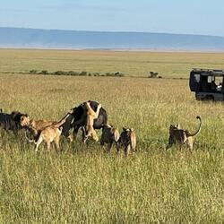 a pride of lions getting their dinner