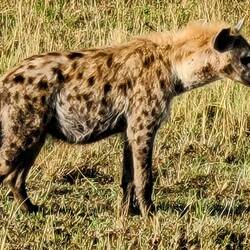 You can really see him up close here. Hopefully, he doesn't see us.