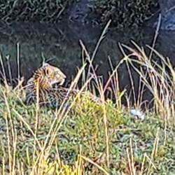 Look who's hanging out by the water looking for a meal.