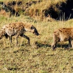 hungry hyenas