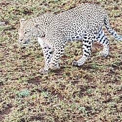 There's wild animals out there.