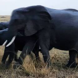 Such beautiful BIG animals!