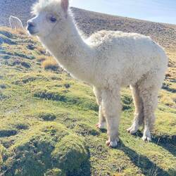 Di si scho cheibe härzig🥰🦙