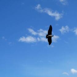 Condor