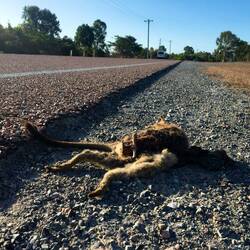 Roadkill an der Straße, ein häufiges Bild