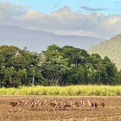 Always a paddock of deer around
