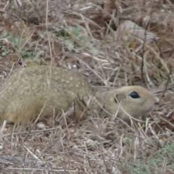 eingeborerner Bewohner der Ruinenstadt