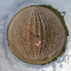 Baumwolle wird hier in der Ebene viel angebaut