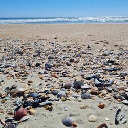 Ein Dorado für Muschelsammler