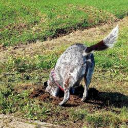 Frodo fandet nach einem Pausensnack!