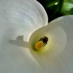 Im Garten der Hazienda blühen hunderte weisse Callas, die Bienen wissen das 🤍