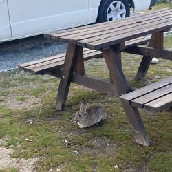 One of the bunnies in our campsite