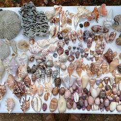 The final collection all washed and clean